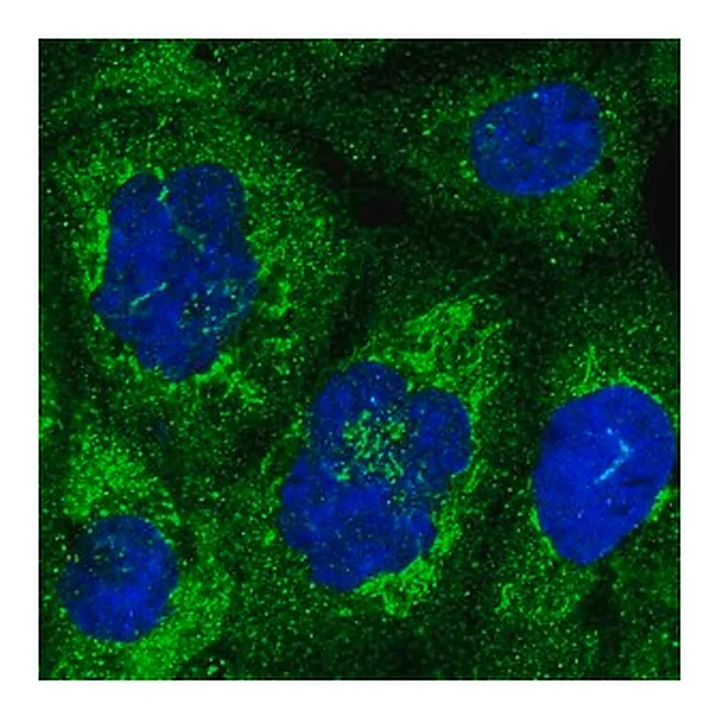 Merck Anti-NUP58 antibody produced in rabbit