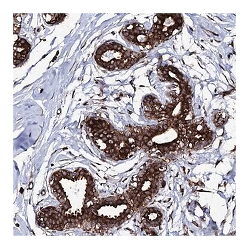 Merck Anti-SPTY2D1 antibody produced in rabbit