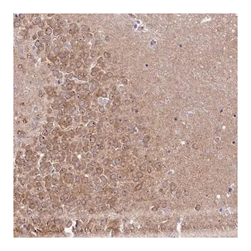 Merck Anti-RGS7BP antibody produced in rabbit