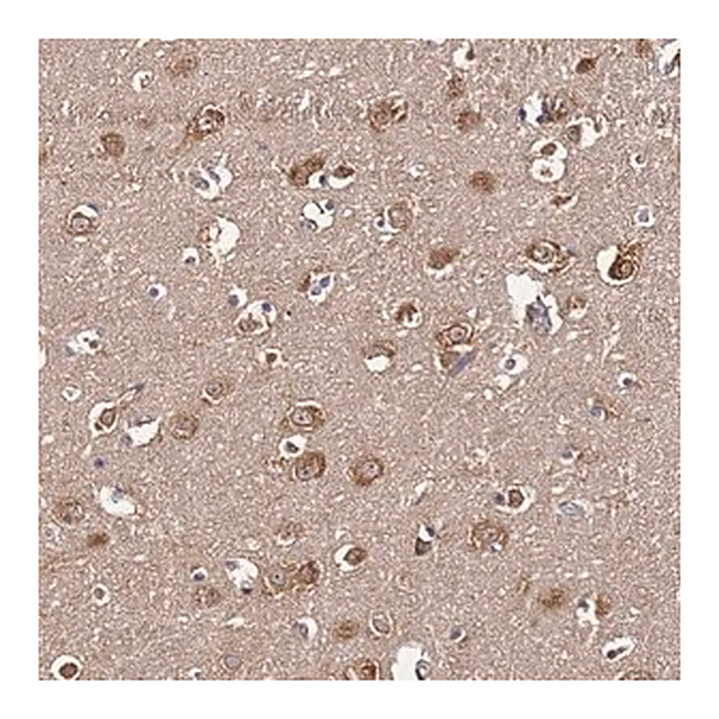 Merck Anti-NARS antibody produced in rabbit