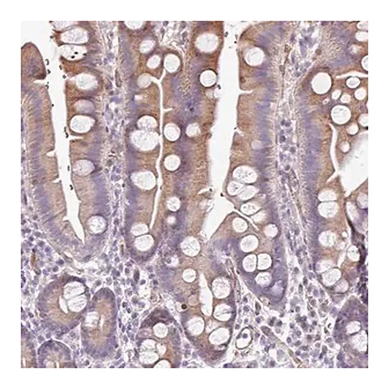 Merck Anti-ANO9 antibody produced in rabbit