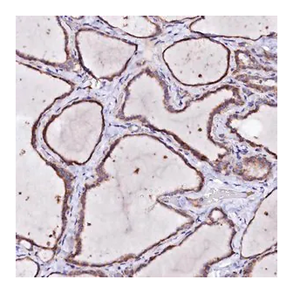 Merck Anti-BTBD16 antibody produced in rabbit