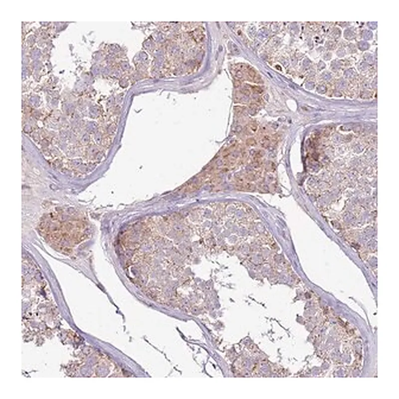 Merck Anti-TRAPPC4 antibody produced in rabbit