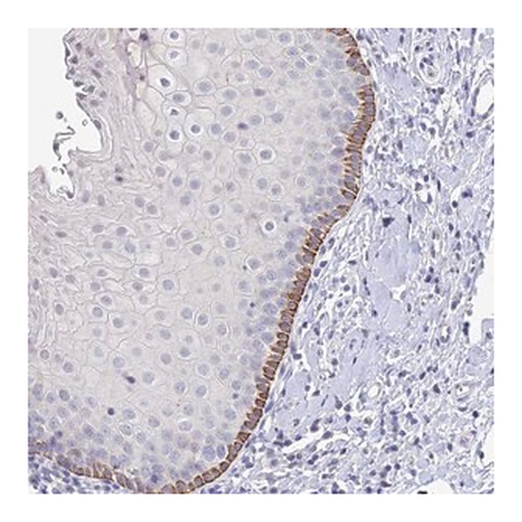 Merck Anti-EEF2KMT antibody produced in rabbit