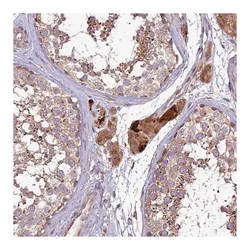 Merck Anti-COG8 antibody produced in rabbit