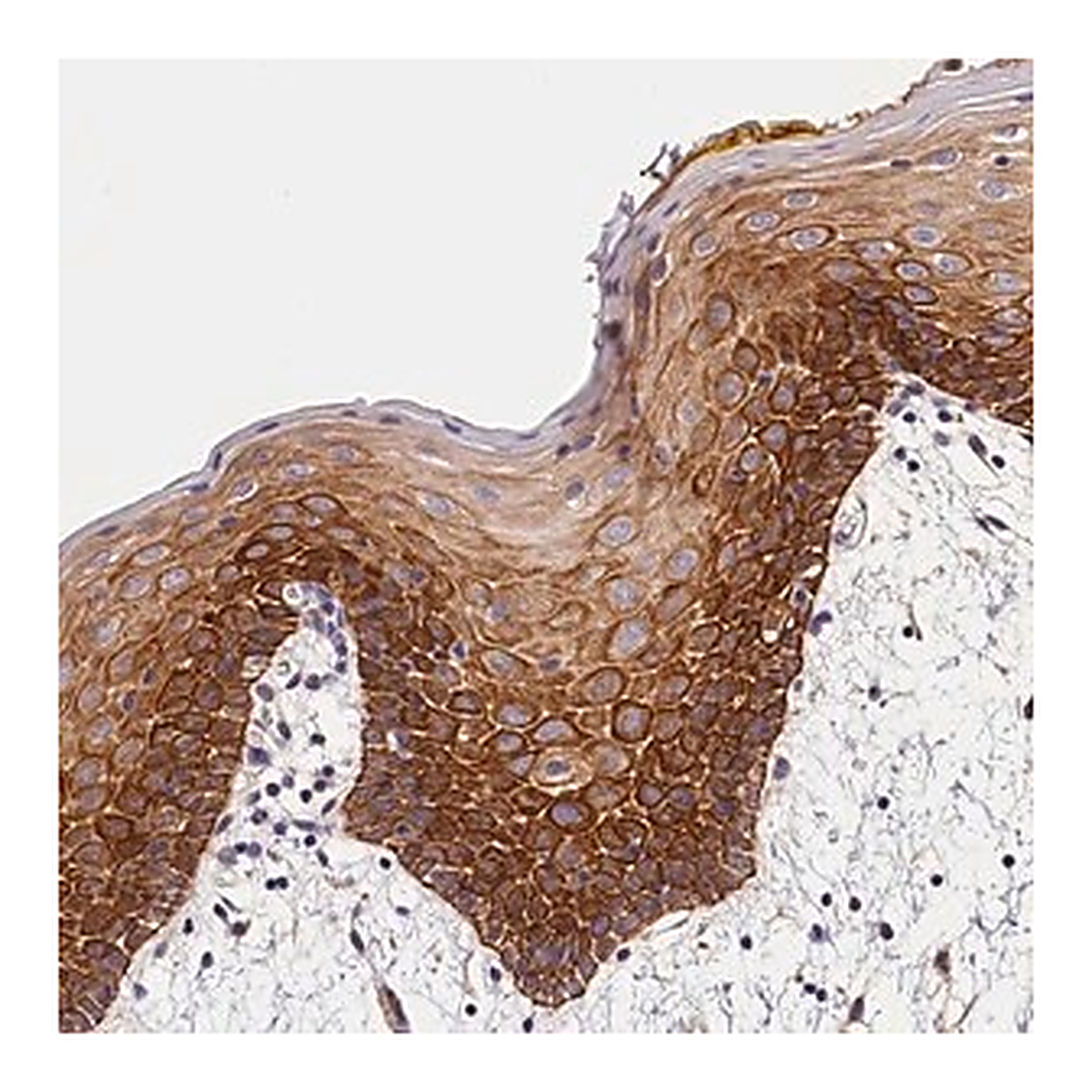 Merck Anti-ARMC6 antibody produced in rabbit