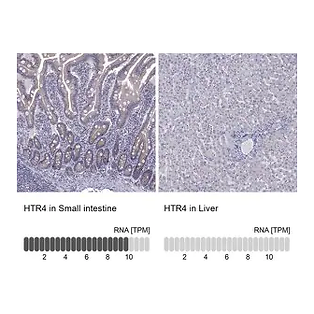 Merck Anti-HTR4 antibody produced in rabbit