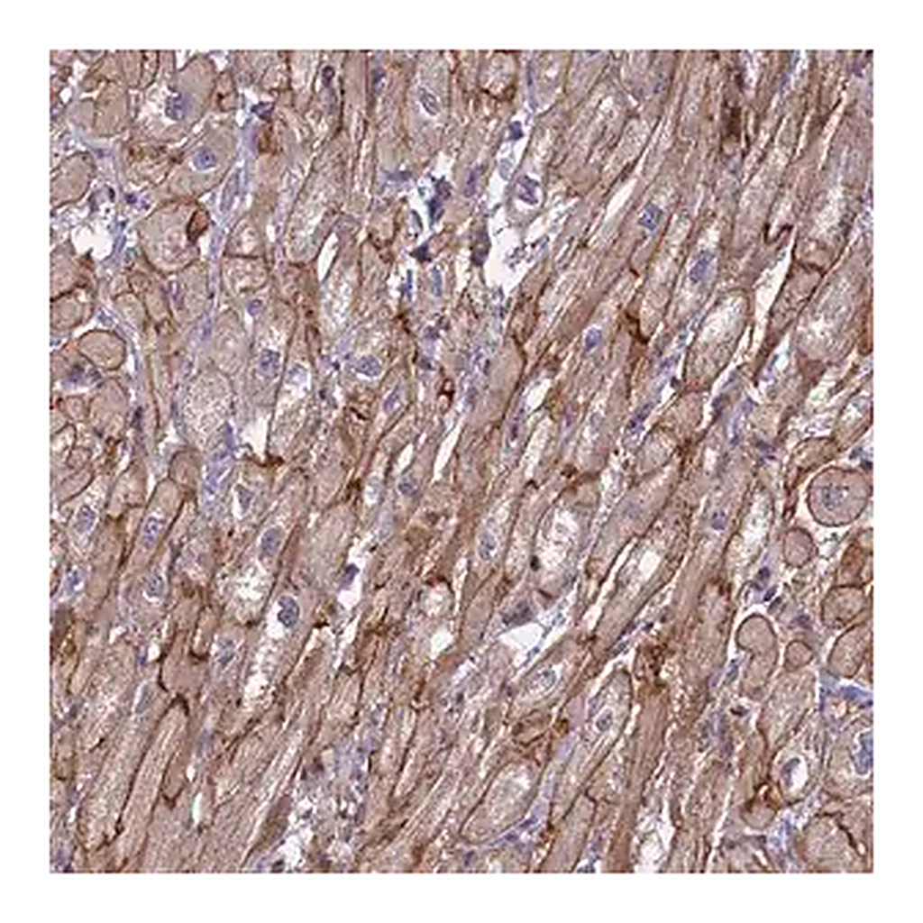 Merck Anti-RRAD antibody produced in rabbit