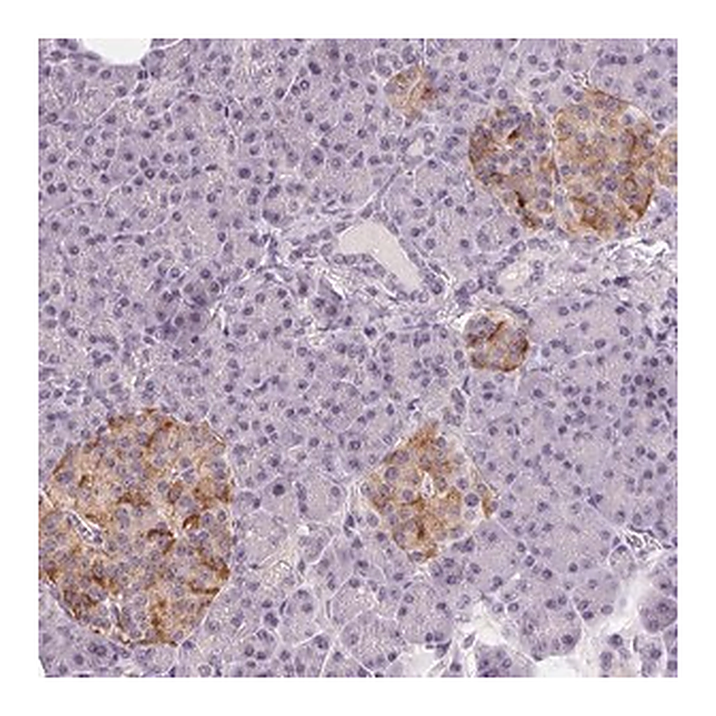 Merck Anti-CFC1 antibody produced in rabbit