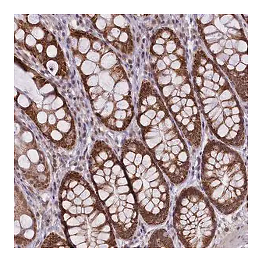 Merck Anti-PAF1 antibody produced in rabbit