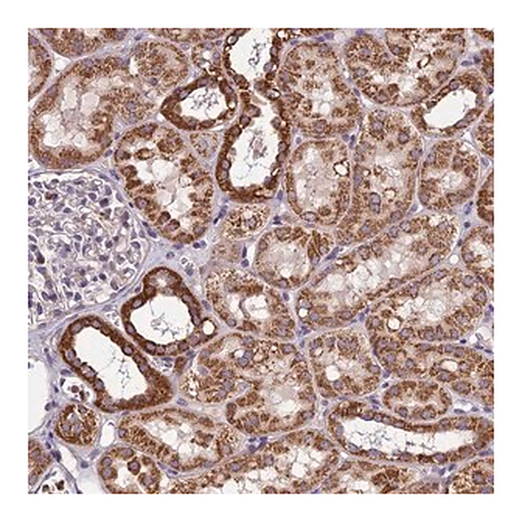 Merck Anti-CTD-3088G3.8 antibody produced in rabbit