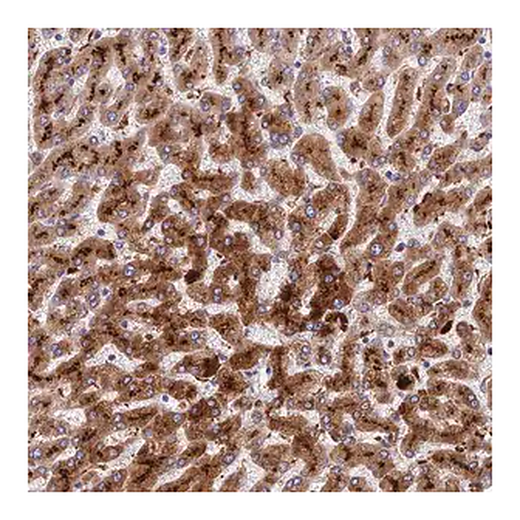 Merck Anti-ADAMTS13 antibody produced in rabbit