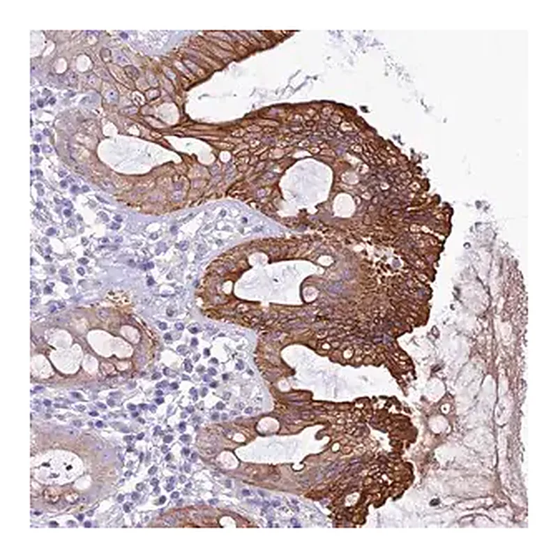 Merck Anti-QSOX1 antibody produced in rabbit