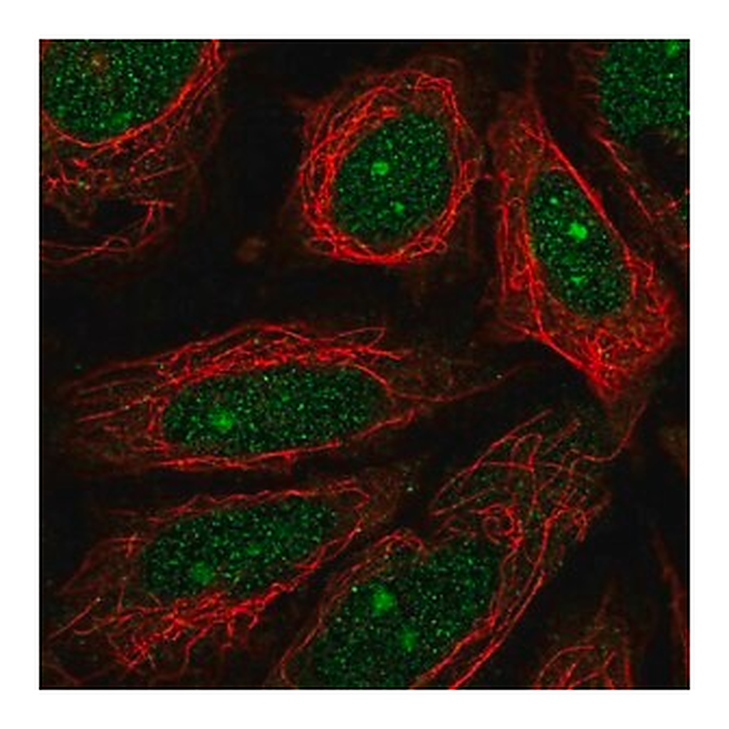Merck Anti-MEIOB antibody produced in rabbit