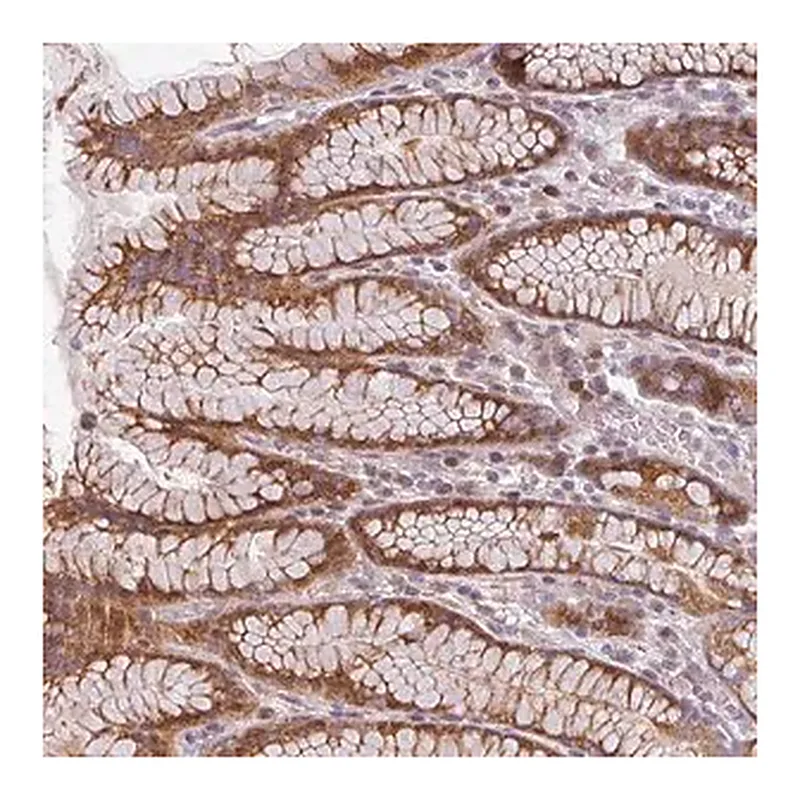 Merck Anti-CYB5RL antibody produced in rabbit