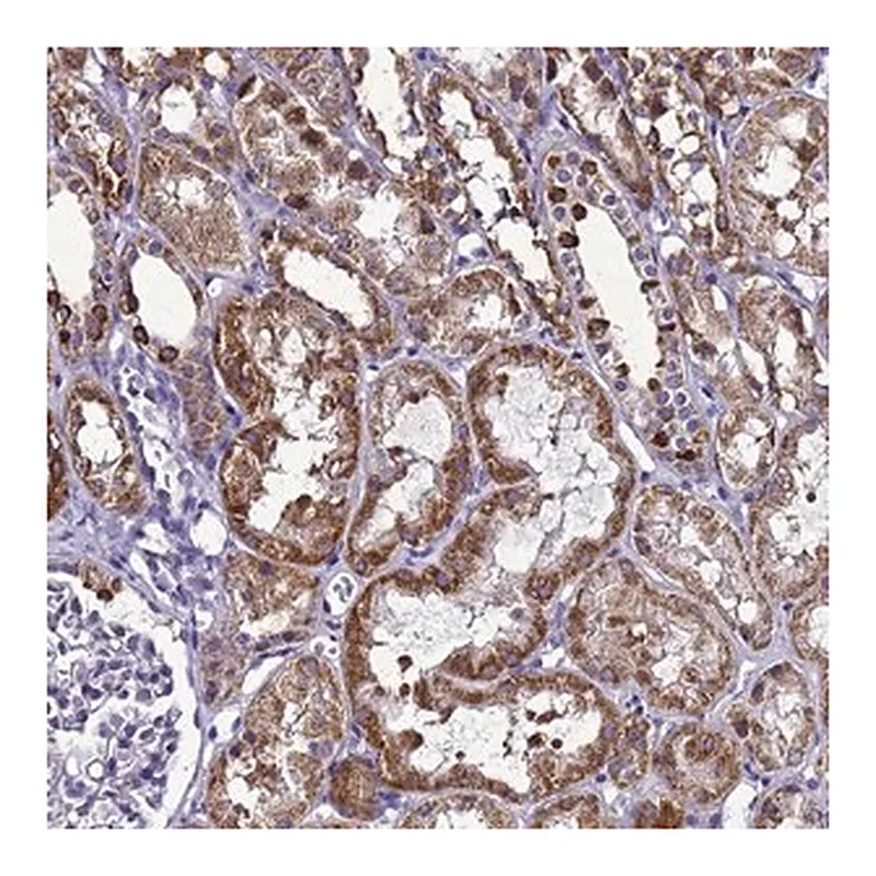 Merck Anti-HIGD2A antibody produced in rabbit