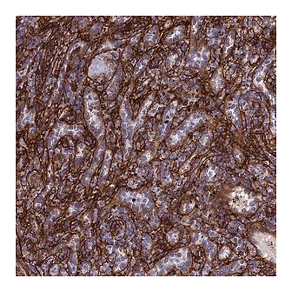 Merck Anti-EFCC1 antibody produced in rabbit