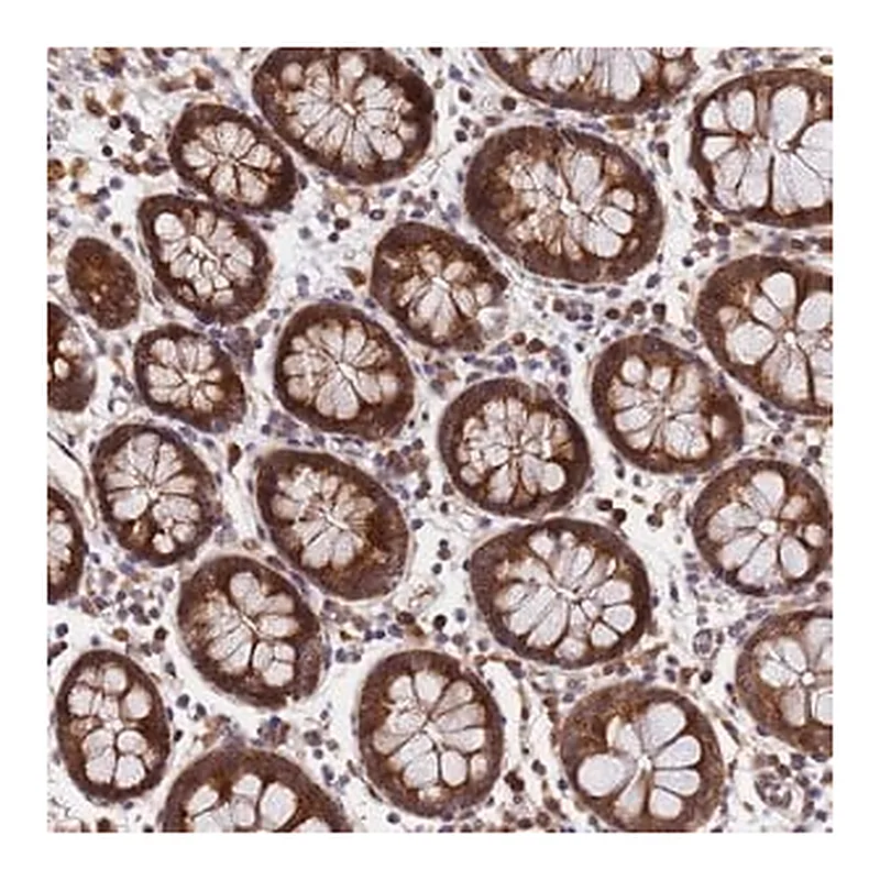 Merck Anti-UNC93B1 antibody produced in rabbit