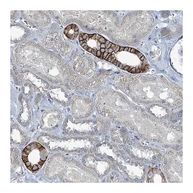 Merck Anti-RASA4 antibody produced in rabbit