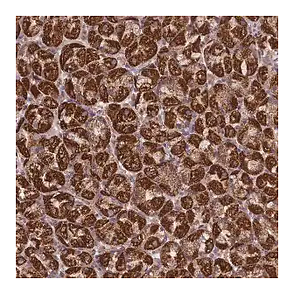 Merck Anti-PRR25 antibody produced in rabbit