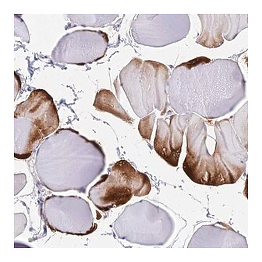 Merck Anti-B3GALT4 antibody produced in rabbit