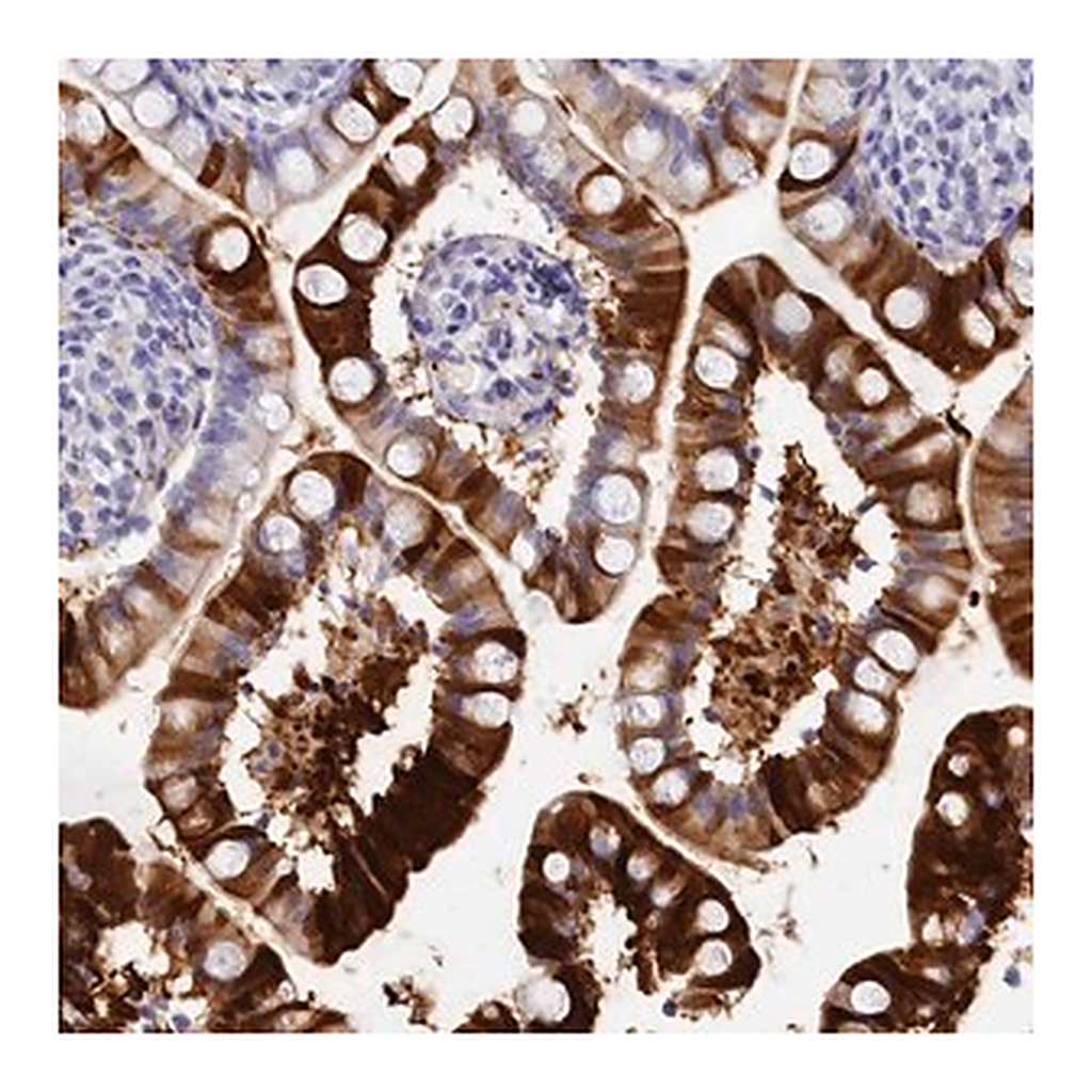 Merck Anti-TRIM10 antibody produced in rabbit