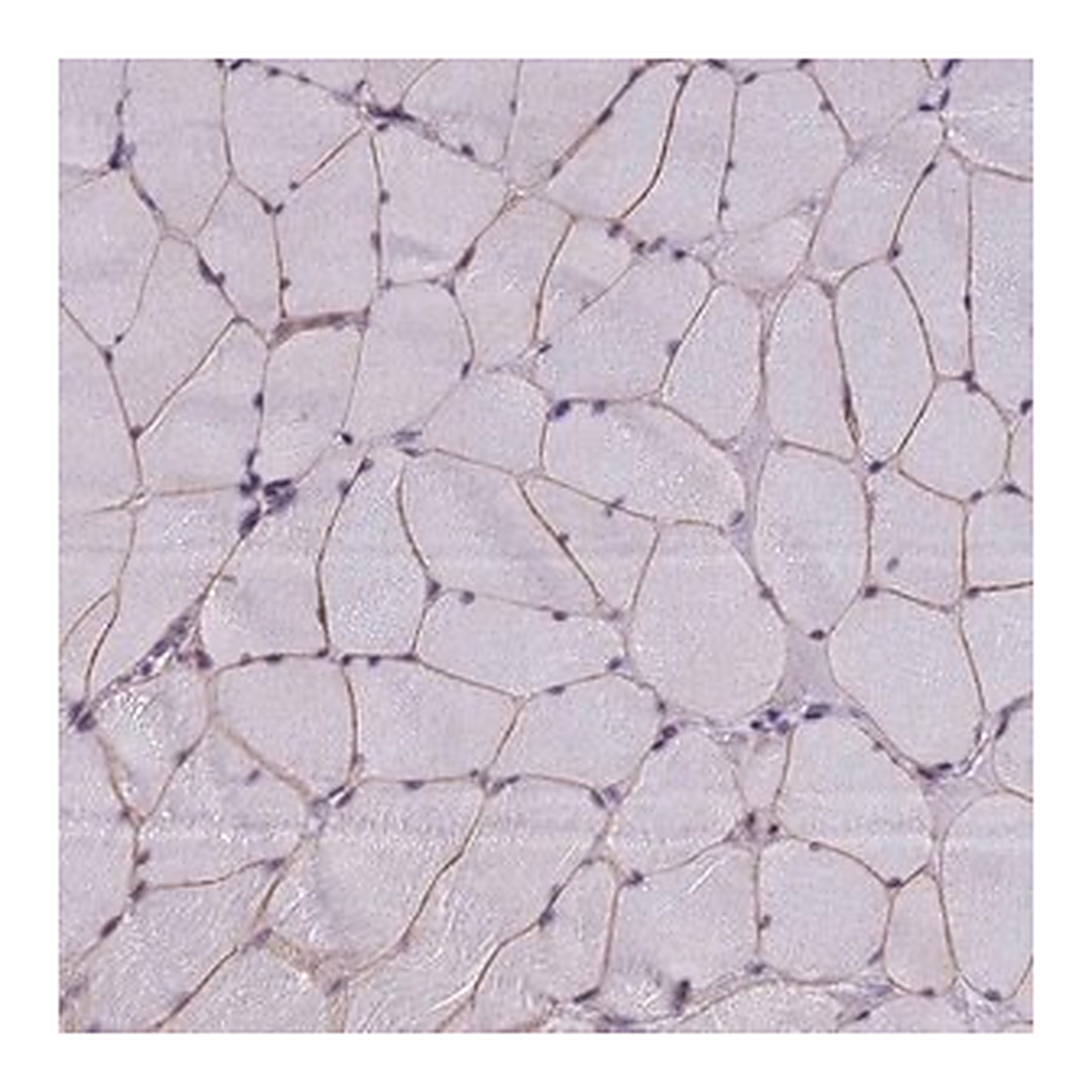 Merck Anti-NEURL2 antibody produced in rabbit