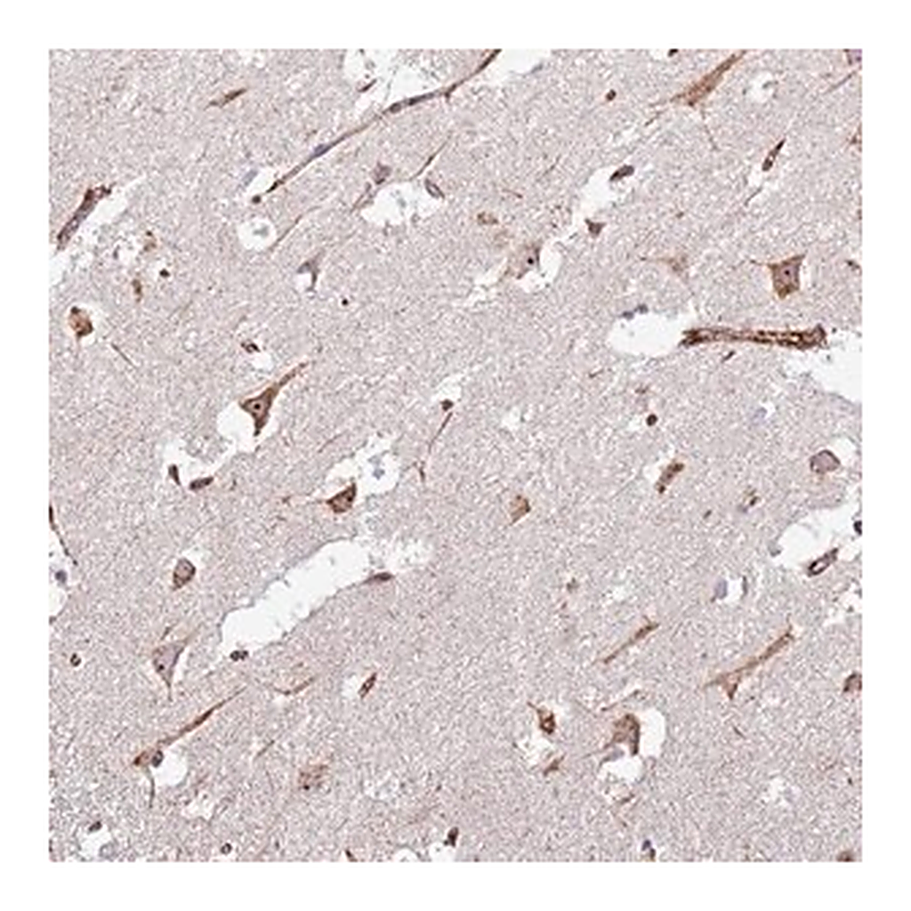 Merck Anti-KRI1 antibody produced in rabbit
