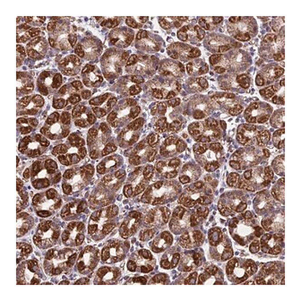 Merck Anti-MRPL1 antibody produced in rabbit