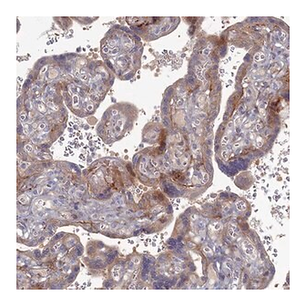 Merck Anti-MVB12B antibody produced in rabbit