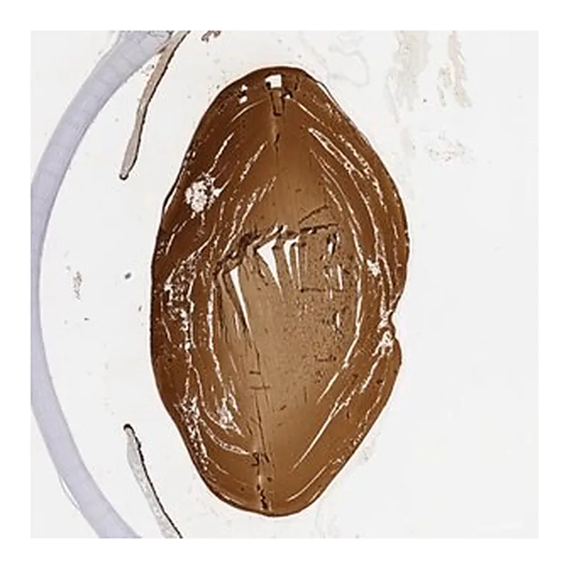 Merck Anti-CRYBB2 antibody produced in rabbit