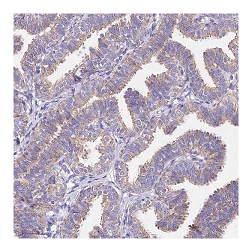 Merck Anti-MRPL3 antibody produced in rabbit