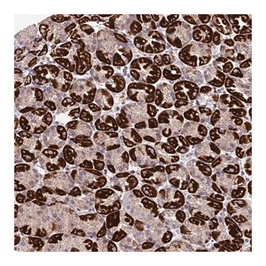Merck Anti-MGAT2 antibody produced in rabbit