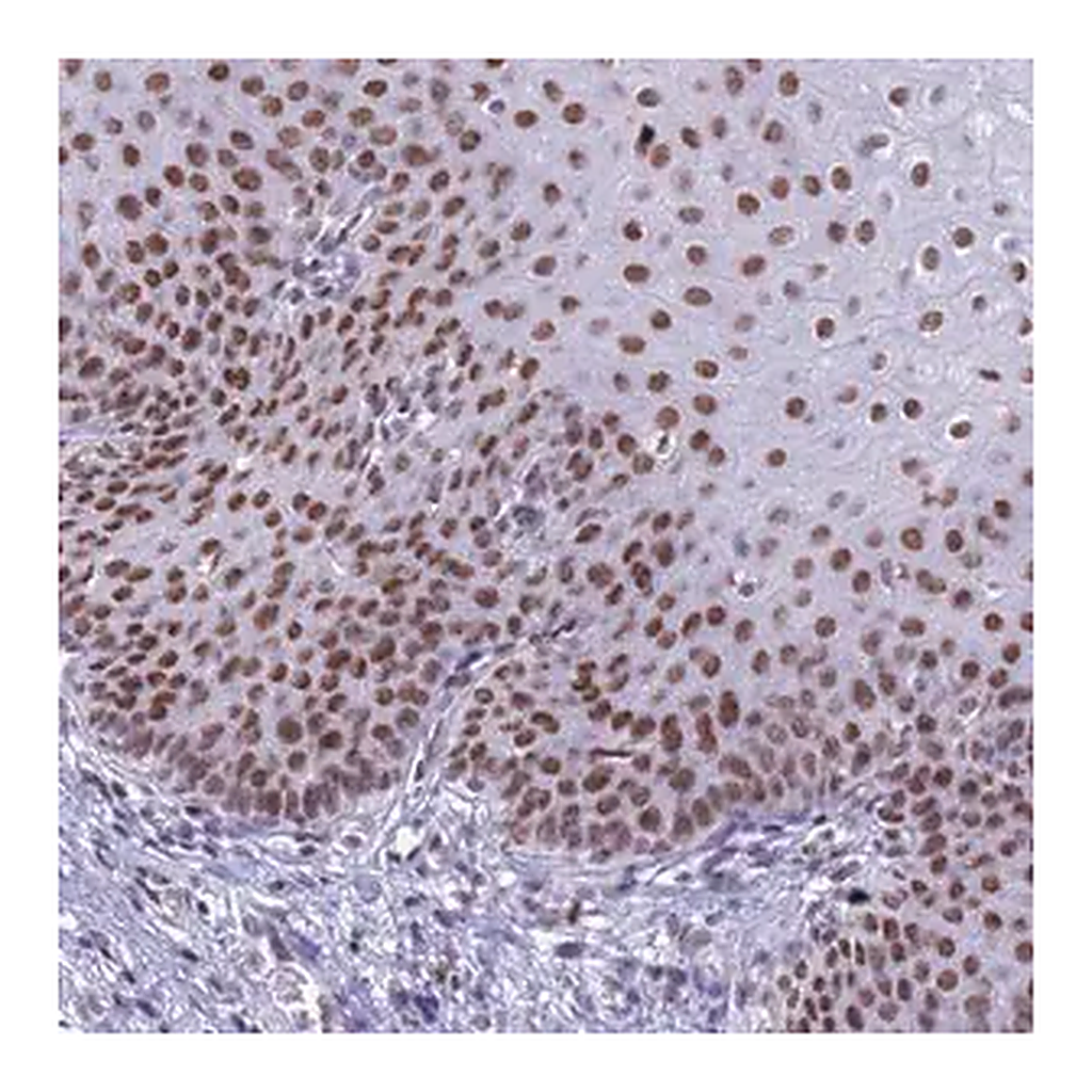 Merck Anti-FAM170B antibody produced in rabbit