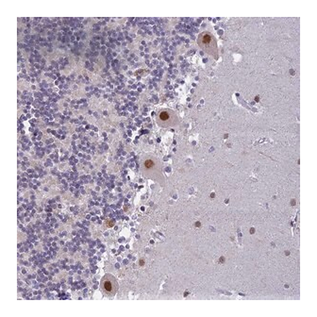 Merck Anti-C2ORF49 antibody produced in rabbit