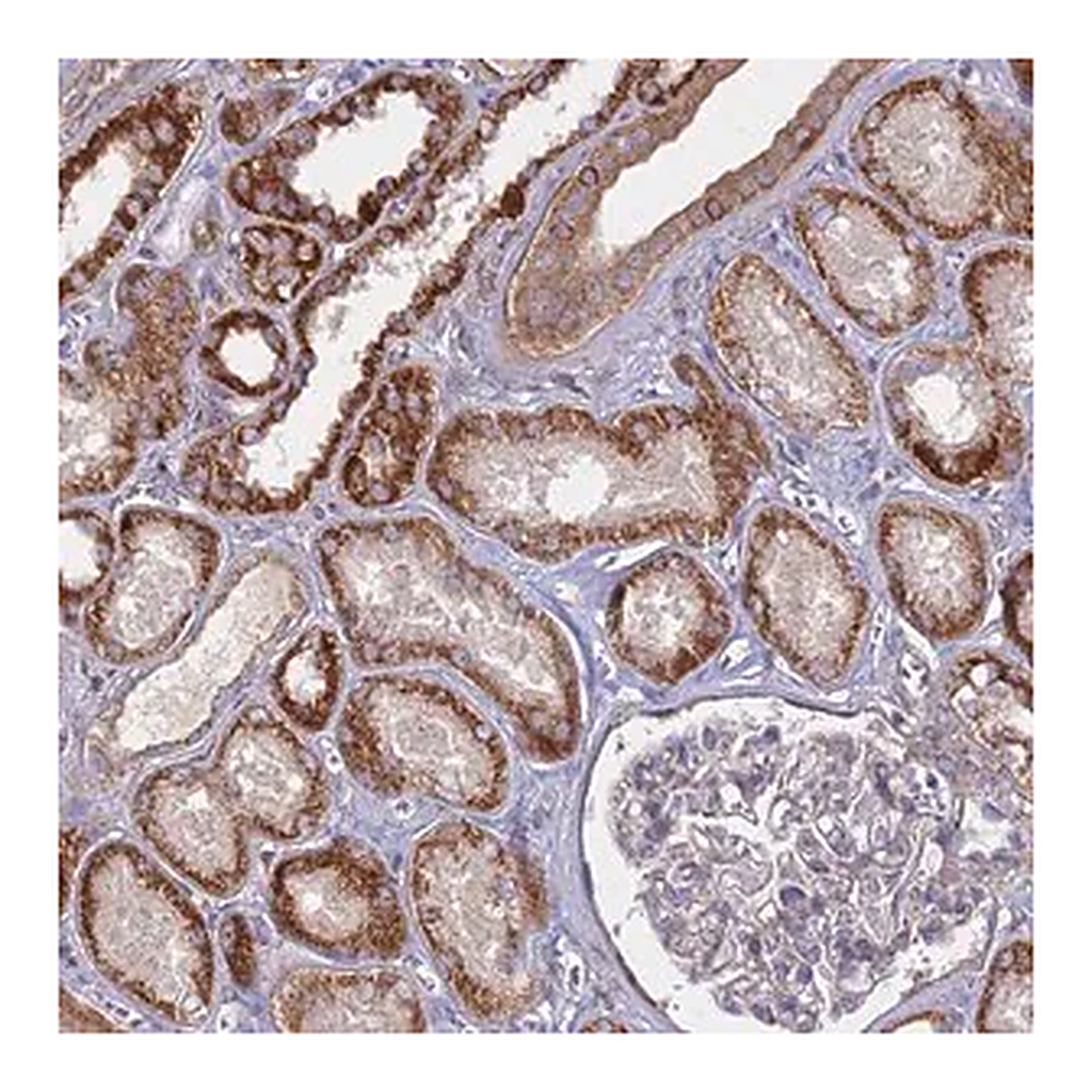 Merck Anti-COX11 antibody produced in rabbit