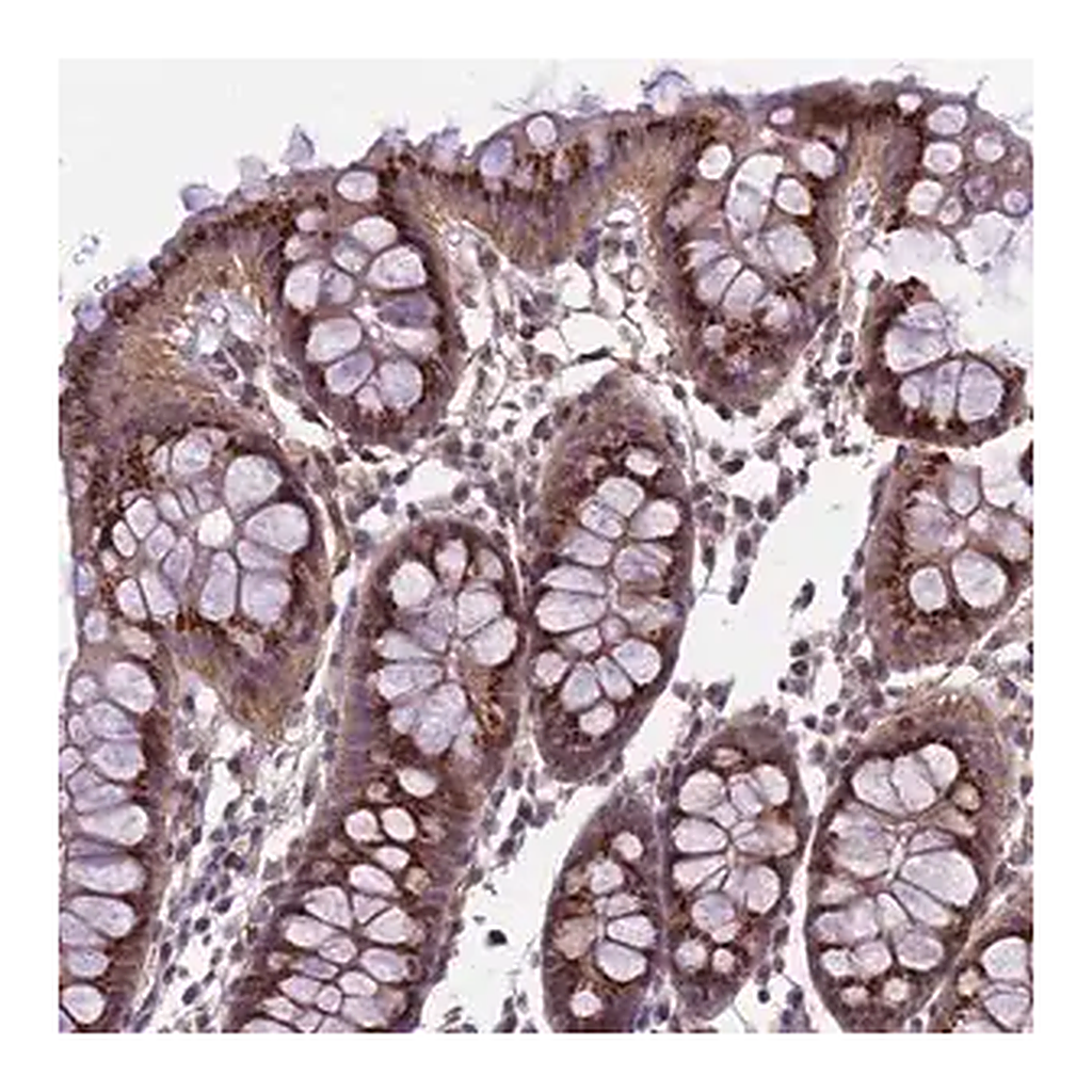 Merck Anti-EMILIN3 antibody produced in rabbit