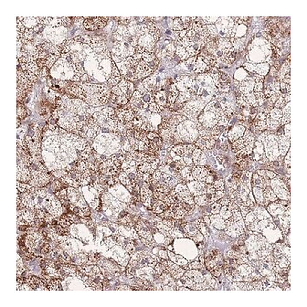 Merck Anti-MOB4 antibody produced in rabbit