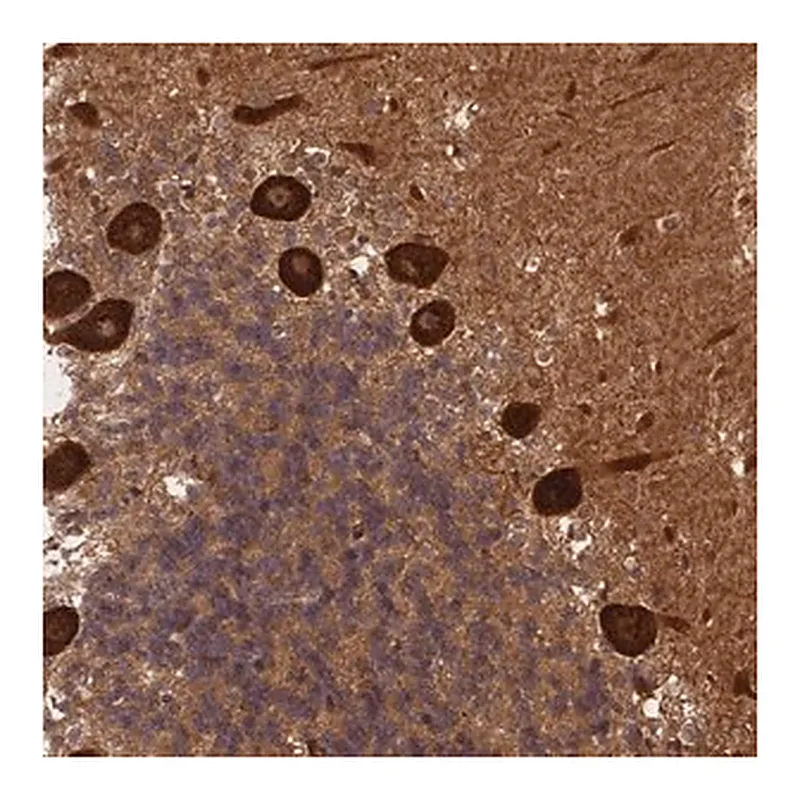 Merck Anti-ALKBH1 antibody produced in rabbit