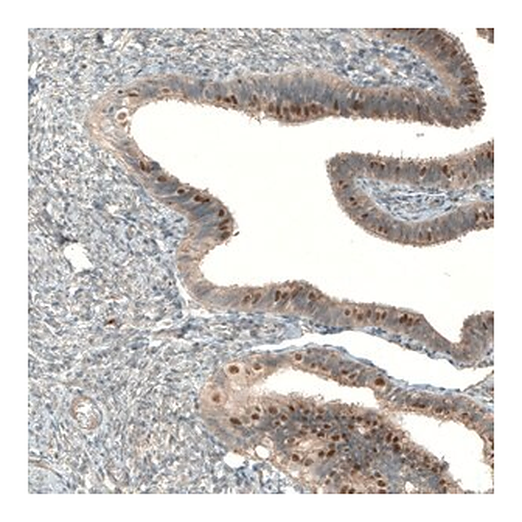 Merck Anti-MRNIP antibody produced in rabbit