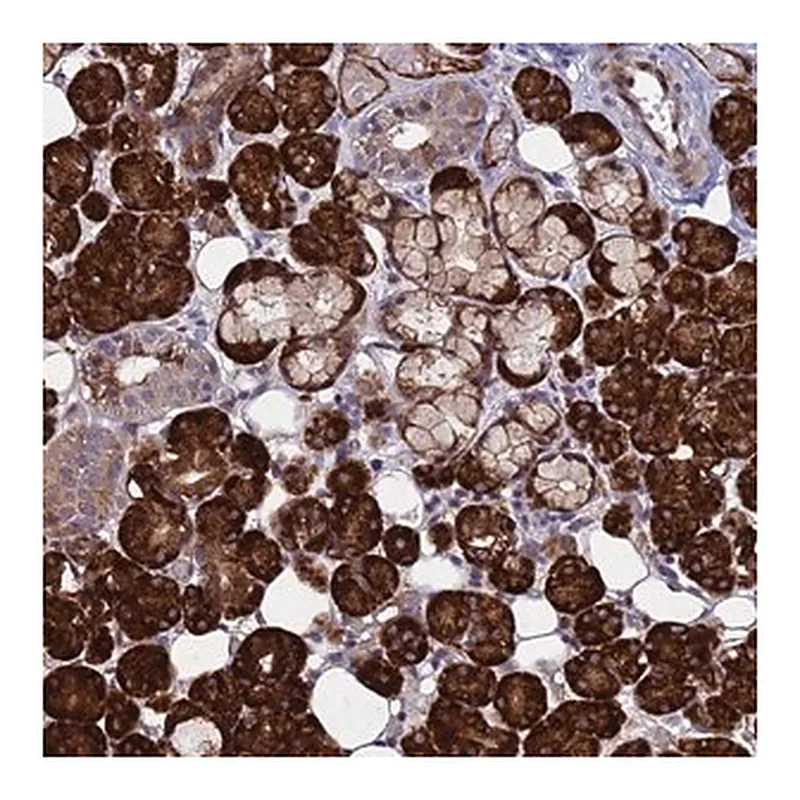 Merck Anti-NOSTRIN antibody produced in rabbit