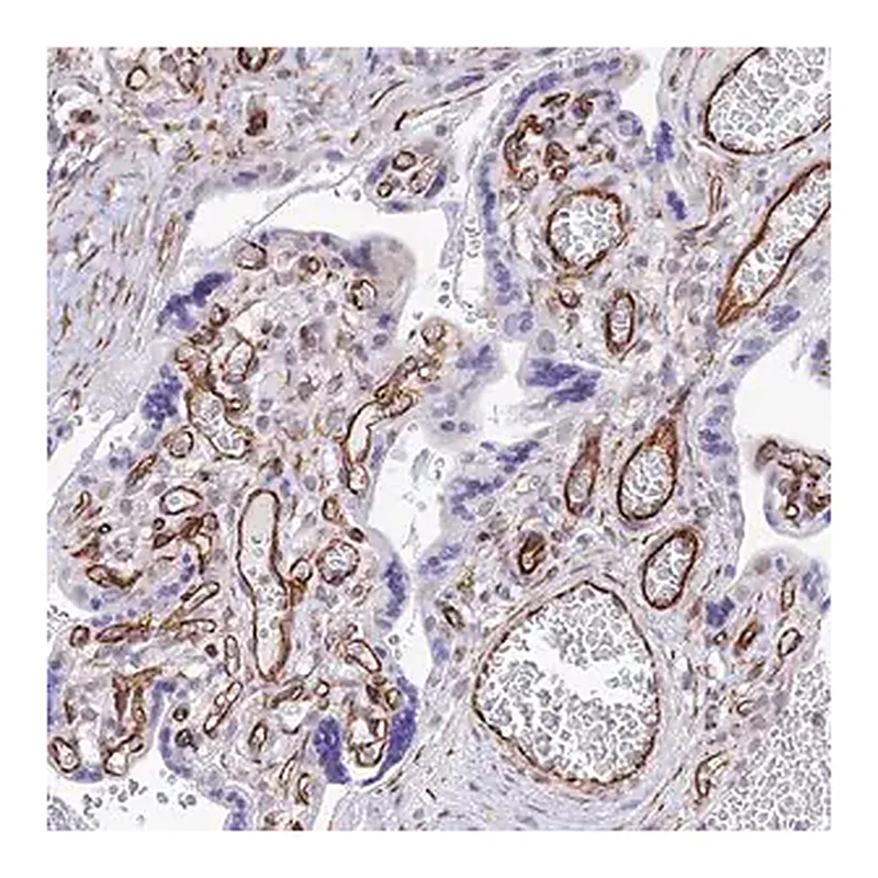Merck Anti-ZNF652 antibody produced in rabbit