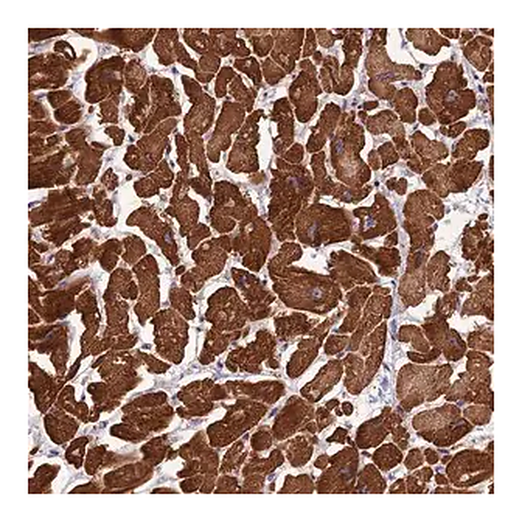 Merck Anti-ANAPC10 antibody produced in rabbit