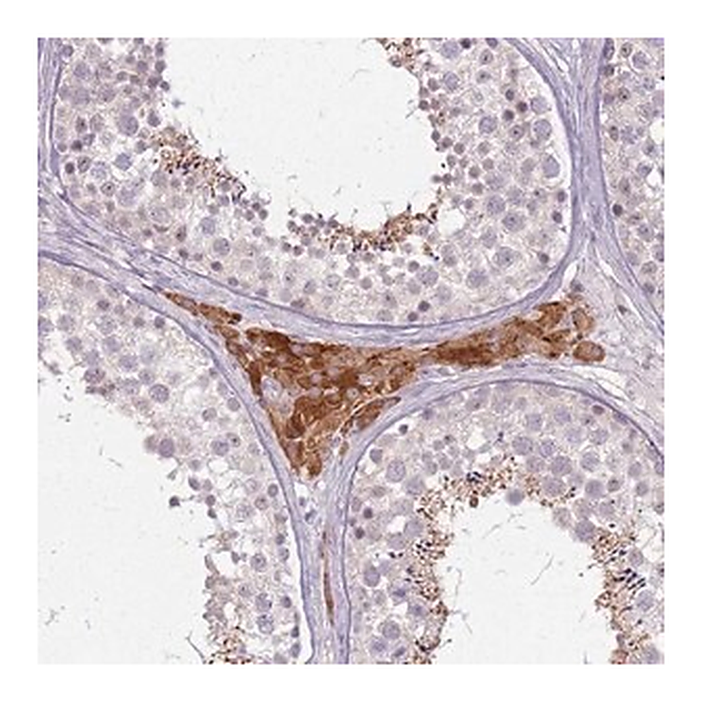 Merck Anti-PTCHD3 antibody produced in rabbit