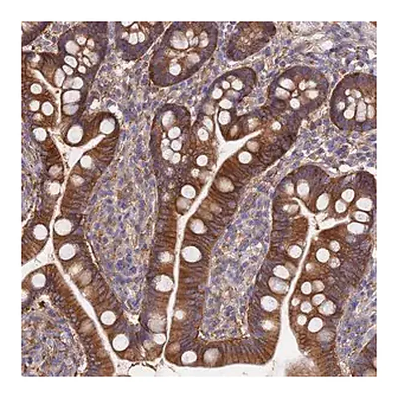 Merck Anti-FFAR3 antibody produced in rabbit