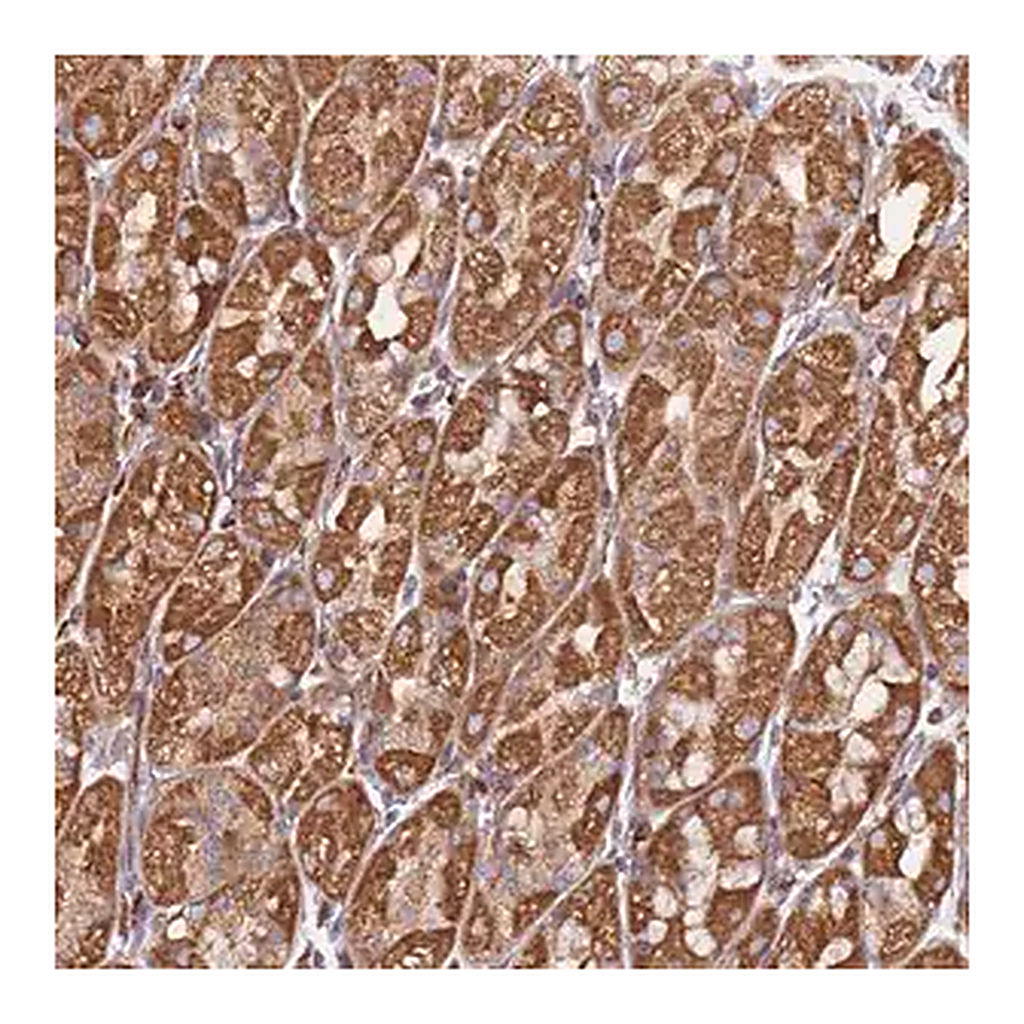 Merck Anti-NUDT12 antibody produced in rabbit