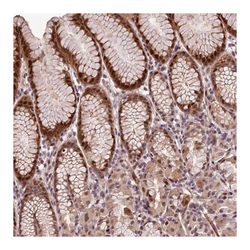 Merck Anti-SLC22A24 antibody produced in rabbit