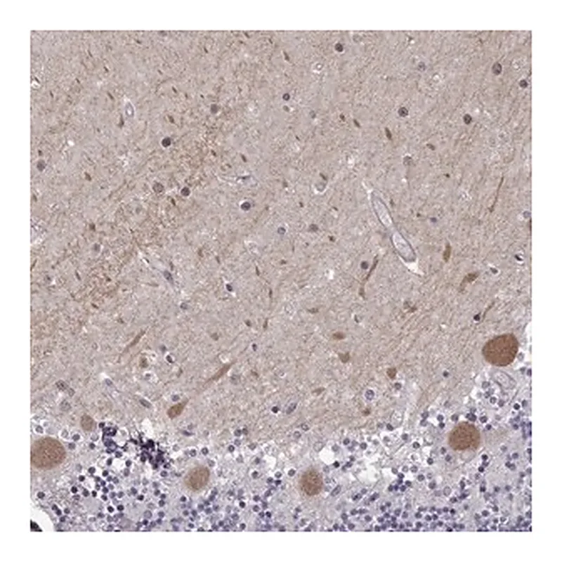 Merck Anti-EIF4E1B antibody produced in rabbit