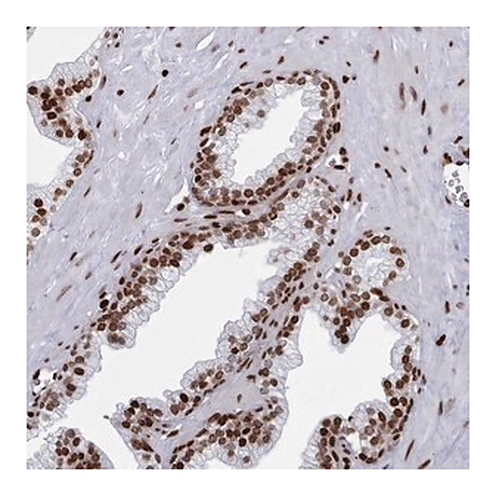 Merck Anti-PCDHB11 antibody produced in rabbit