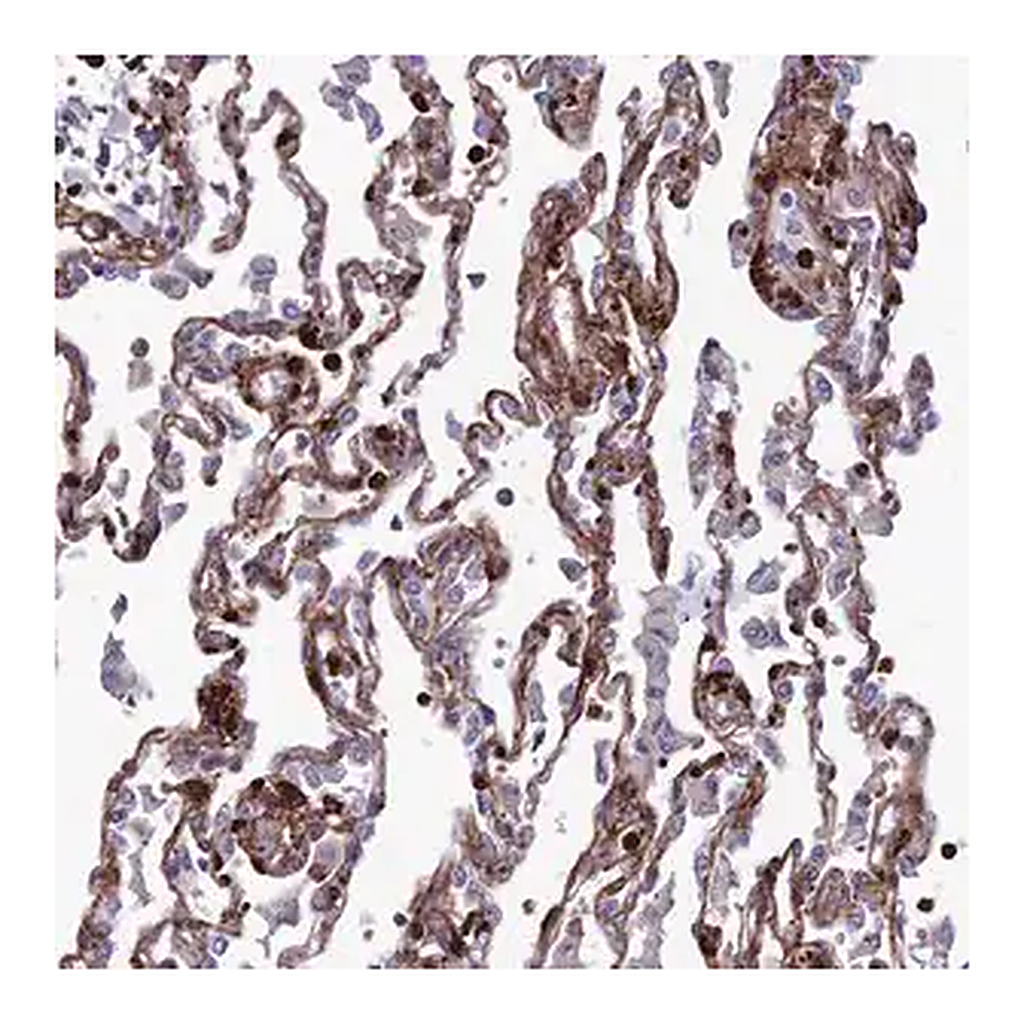 Merck Anti-COL6A6 antibody produced in rabbit